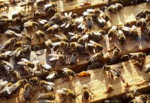 ΕΛΓΟ-ΔΗΜΗΤΡΑ Τριήμερα σεμινάρια κατάρτισης μελισσοκόμων