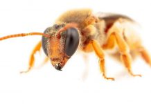 Οι μέλισσες που βγαίνουν για να αναζητήσουν φαγητό τη …νύχτα