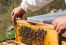 Διαδικτυακό σεμινάριο με θέμα: «Εισαγωγή στη σύγχρονη μελισσοκομία» (25/11/2020)