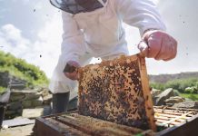 Απο φέτος οι μελισσοκόμοι μπορούν να προμηθεύονται και κινητές βάσεις, στο πλαίσιο υλοποίησης της δράσης 3.1 (εξοπλισμός για τη διευκόλυνση των μετακινήσεων)