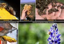 Καλύτερη μελισσοκομική φωτογραφία για το 2020 (Αποτελέσματα διαγωνισμού)