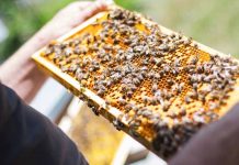 ΥΠΑΑΤ: Χρηματοδότηση 11 ερευνητικών προγραμμάτων σε μελισσοκομία – σηροτροφία