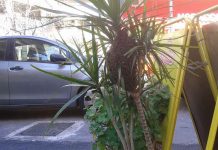 Συγκρότηση ομάδας διασωστών μελισσοσμηνών στην Αττική