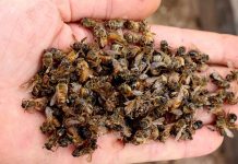 Προστασία μελισσών από χημικούς ψεκασμούς (ΔΑΟΚ ΠΕ Θεσσαλίας)