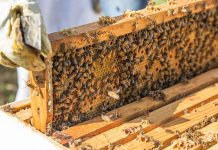 Αλλαγές σε μελισσοκομικό μητρώο και ψηφιακή μελισσοκομική ταυτότητα