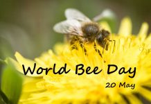 20 Μαΐου: Παγκόσμια Ημέρα Μέλισσας