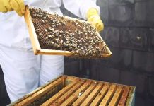 Μελισσοκομία: Τα ποσά ενίσχυσης ανά κατεχόμενη επιλέξιμη κυψέλη