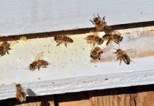 Υποβολή δήλωσης κατεχόμενων κυψελών