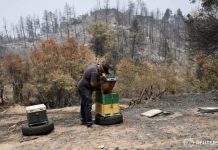 Αποζημιώσεις ΕΛΓΑ σε μελισσοκόμους για κυψέλες, μελισσοσμήνη