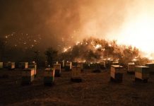 Να πώς οι πυρκαγιές στη βόρεια Εύβοια «τελείωσαν» και το ελληνικό μέλι
