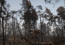 Κάηκαν 9.000 μελισσοσμήνη και χάθηκαν 10.000 τόνοι πευκόμελου ετησίως από τις πρόσφατες πυρκαγιές