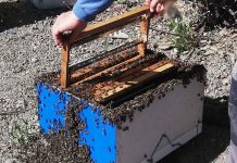 Σεμινάρια Βασιλοτροφίας στην Θεσσαλία