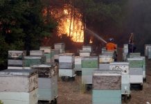 Δημιουργείται επιτροπή για το «Plan BEE» – Αποζημιώσεις και για τα ανασφάλιστα μελίσσια που κάηκαν στις πυρκαγιές