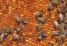 Άνοιξε η πλατφόρμα για αιτήσεις κορονοενίσχυσης για παραγωγούς μελιού