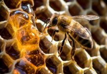 Νομαδική μελισσοκομία – Τι αλλάζει στα κριτήρια επιλεξιμότητας για οικονομική στήριξη
