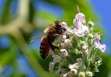 Αισθήσεις των μελισσών