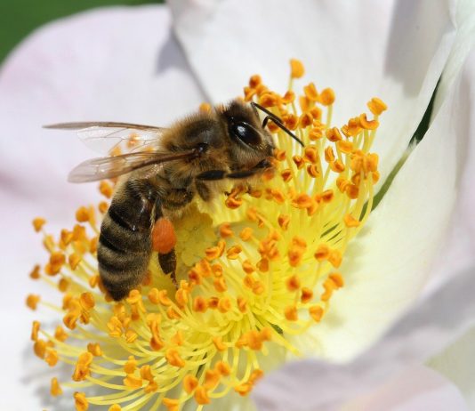 Η διατροφή των μελισσιών