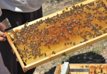 Ενισχύσεις ύψους 10,8 εκατ. ευρώ στη μελισσοκομία – Έως τις 15 Οκτωβρίου οι πληρωμές