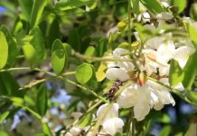 Διαδικασία εγκατάστασης μελισσοκόμων για το 2022 σε προεπιλεγμένες θέσεις σε αποκατεστημένες εκτάσεις του ΛΚΔM