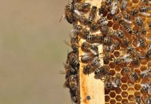 Χορήγηση Ατομικής Ψηφιακής Μελισσοκομικής Ταυτότητας