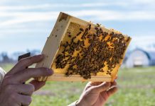 Ταχύρυθμη εκπαίδευση στη Μελισσοκομία από το Κέντρο «ΔΗΜΗΤΡΑ» Στεφανόβουνου