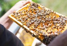 Σεμινάριο Μελισσοκομίας από το Κέντρο Δήμητρα Κατερίνης