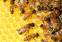 Σεμινάριο Μελισσοκομίας στην Ανάβυσσο