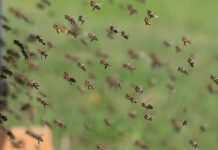 Δωρεάν μαθήματα μελισσοκομίας στο Κιλκίς