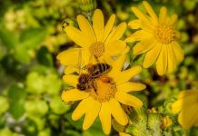 Μελισσοκομικοί Χειρισμοί Απριλίου