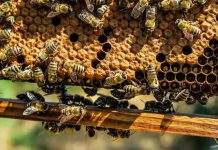 Μέτρο 11 “Βιολογική Γεωργία” – Αξιολόγηση 1ης κατάταξης αιτήσεων και ενστάνσεις