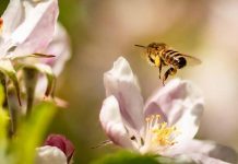 Δωρεάν Μελισσοκομικό Σεμινάριο στο Ρέθυμνο