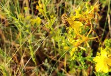 Τα λουλούδια ακούνε το βουητό των μελισσών και παράγουν πιο γλυκό νέκταρ