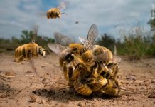 Wildlife Photographer of the Year: Ανακοινώθηκαν οι μεγάλοι νικητές, οι μέλισσες κυριάρχησαν, πρωτιά για Έλληνα Φωτογράφο!