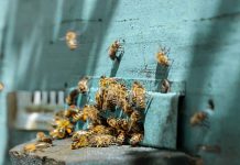 ΗΠΑ: Εγκρίθηκε για πρώτη φορά εμβόλιο για μέλισσες