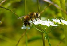 Νέα συμφωνία για τους επικονιαστές: ερωτήσεις και απαντήσεις