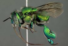 Οι μέλισσες ορχιδέες