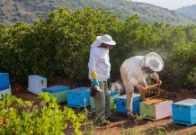 Το μέλι που παράγεται μόνο στα Χανιά – Αυξημένο ενδιαφέρον για το βιολογικό – «Αγκάθι» οι ελληνοποιήσεις και η μειωμένη παραγωγή