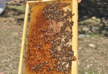 Δύο προκηρύξεις αγοράς κυψελών, εξοπλισμού στα νέα 5ετή μελισσοκομικά