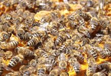 Ιωάννινα: Πρόγραμμα κατάρτισης στη μελισσοκομία