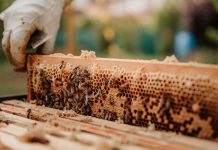 Έκδοση μελισσοκομικής ταυτότητας στην ΠΕ Κιλκίς