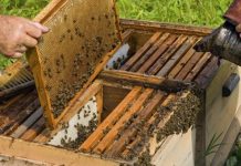 Ενίσχυση μελισσοκόμων με 8 ευρώ ανά κυψέλη, 4 ευρώ για μη επαγγελματίες
