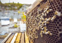 Συρρίκνωση της ελληνικής μελισσοκομίας – Αποχωρούν παραγωγοί από τη Βόρεια Ελλάδα μέχρι την Κρήτη