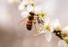 Οι μέλισσες ως δείκτης υγείας των κατοίκων των πόλεων