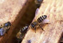 Πρόγραμμα Αντικατάστασης Κυψελών και Κινητών Βάσεων