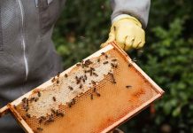 Τα αποδεικτικά αύξησης των μελισσοσμηνών που πρέπει να προσκομίσουν στην οικεία ΔΑΟΚ οι ενεργοί μελισσοκόμοι