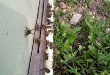 Οικονομική στήριξη της νομαδικής μελισσοκομίας