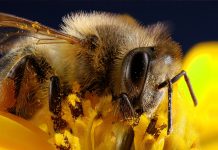 Παγκόσμια Ημέρα Μέλισσας: Γιορτάζοντας τους αφανείς ήρωες