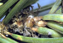 Μελιτογόνα έντομα