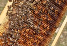 Εξοπλισμός για τη διευκόλυνση των μετακινήσεων: Προδημοσίευση της Δράσης Αντικατάσταση κυψελών