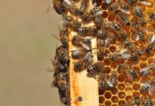ΟΜΣΕ: «Ούτε “σταγόνα” μέλι φέτος την Άνοιξη»